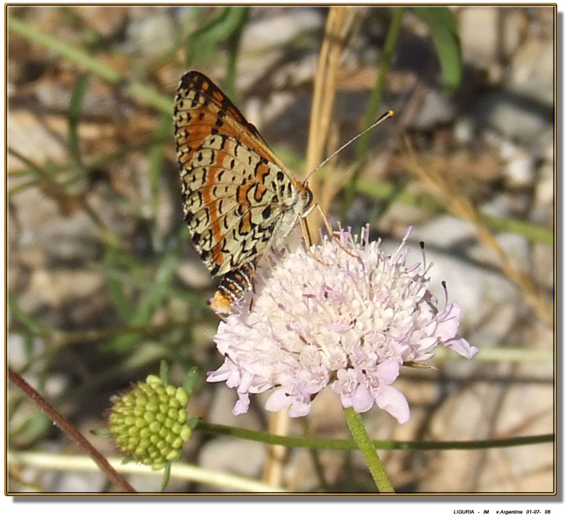 Melitaea didyma e M. cinxia